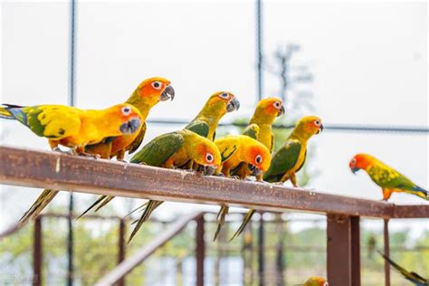 飼養鳥